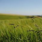 Neulich im Kornfeld