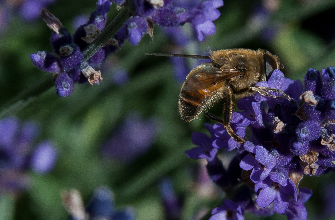 neulich im Lavendel