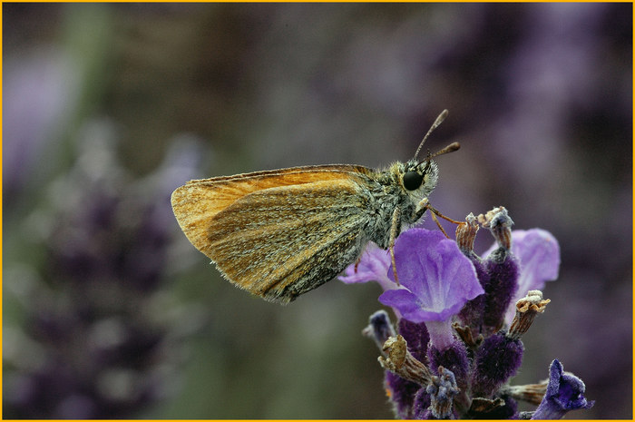 Neulich im Lavendel