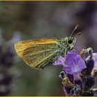 Neulich im Lavendel