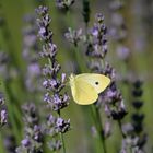 Neulich im Lavendelgarten