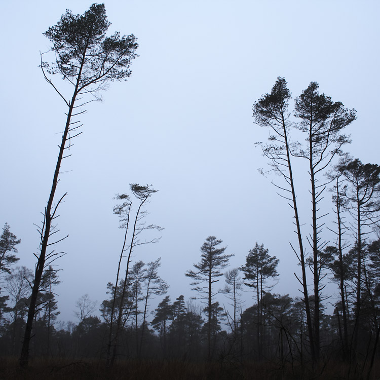 Neulich im Moor