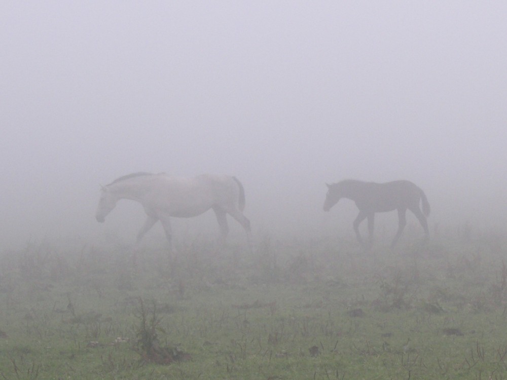 Neulich im Nebel