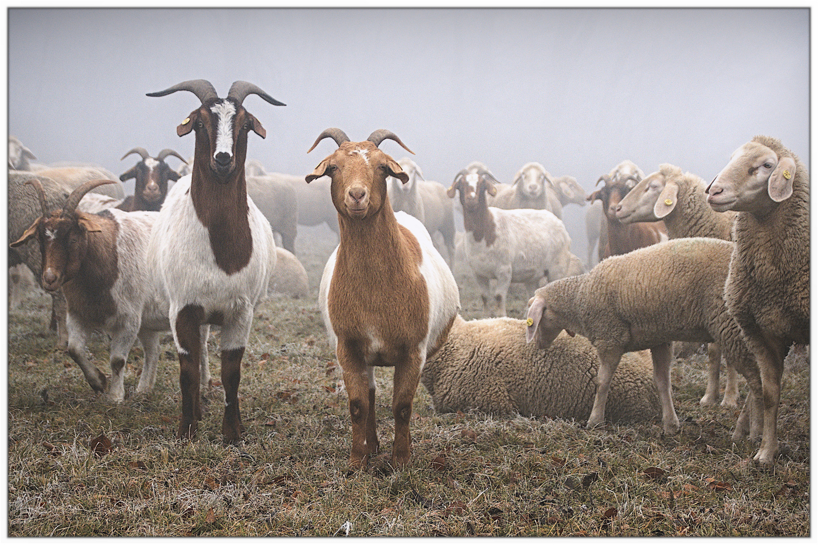 Neulich im Nebel Teil 1