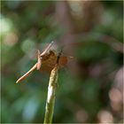 neulich - im Northern Territory, Australia