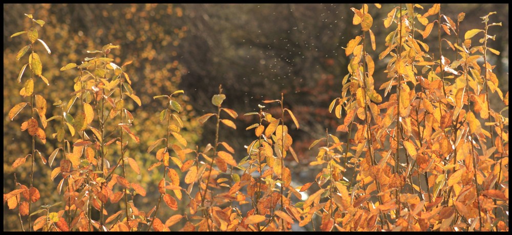 Neulich im November