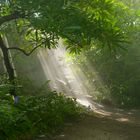 Neulich im oberfränkischen tropischen Regenwald...