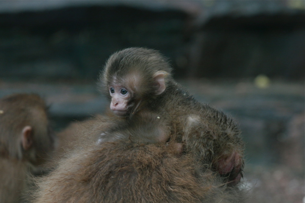 neulich im Opelzoo 3...