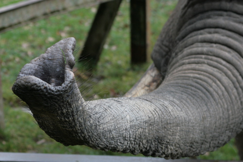 neulich im Opelzoo...