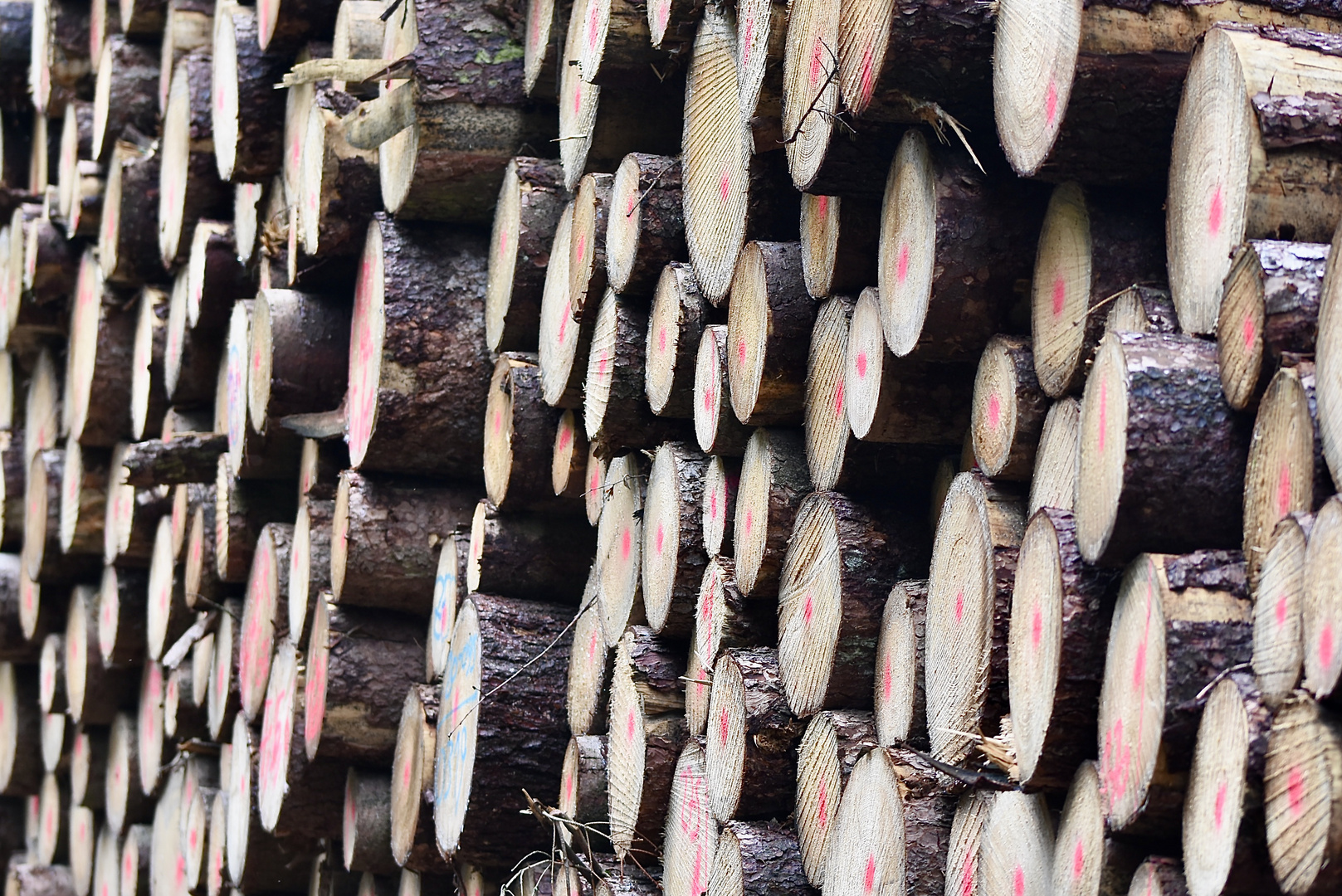 Neulich im Paradiestal - Das ist viel Holz