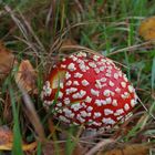 Neulich im Pfälzer Wald