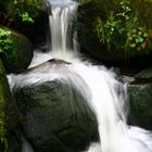 Neulich im Schwarzwald