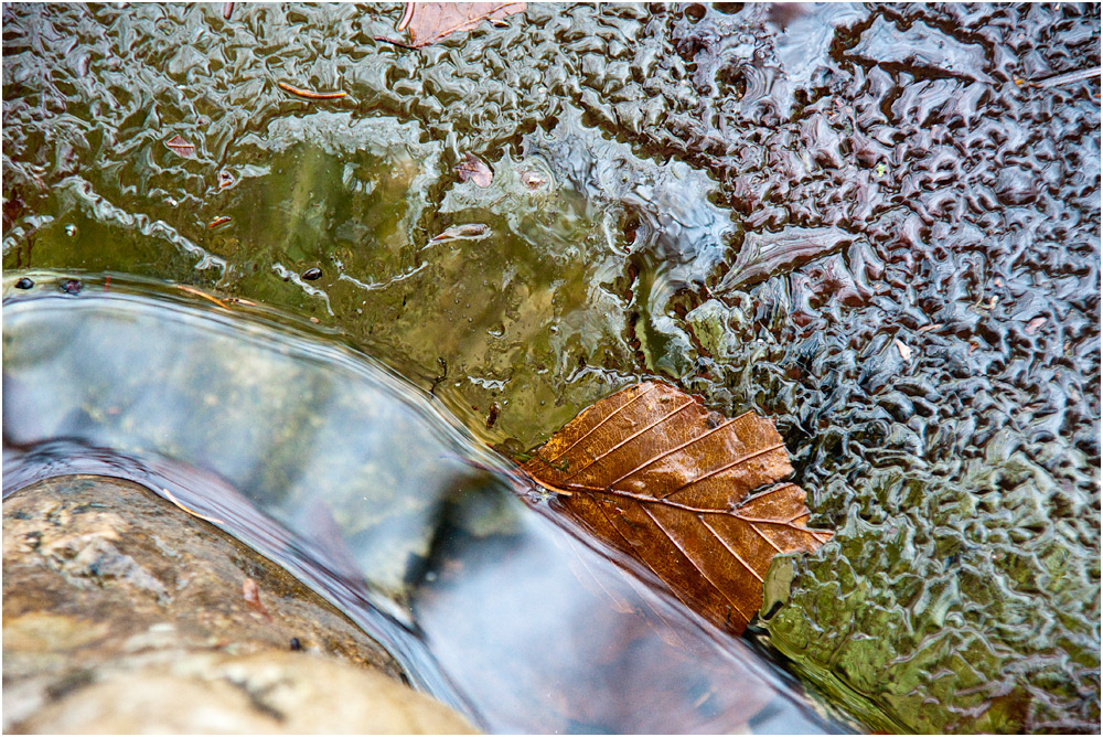 neulich im Teich ...