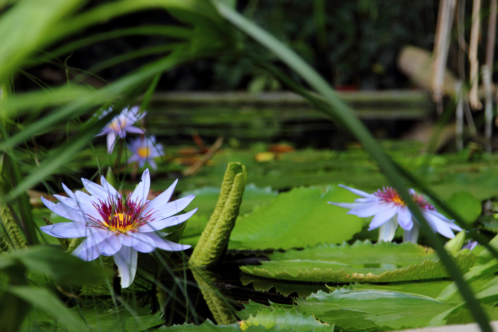 Neulich im Teich