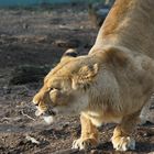 Neulich im Tiergarten Schönbrunn 2