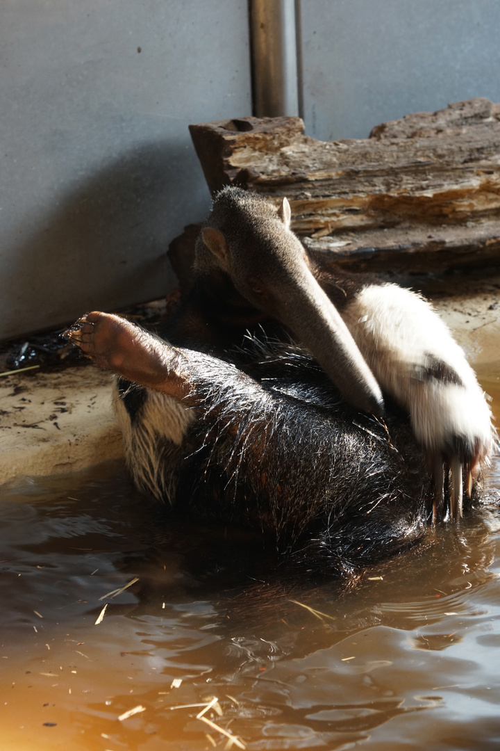 Neulich im Tiergarten Schönbrunn 3