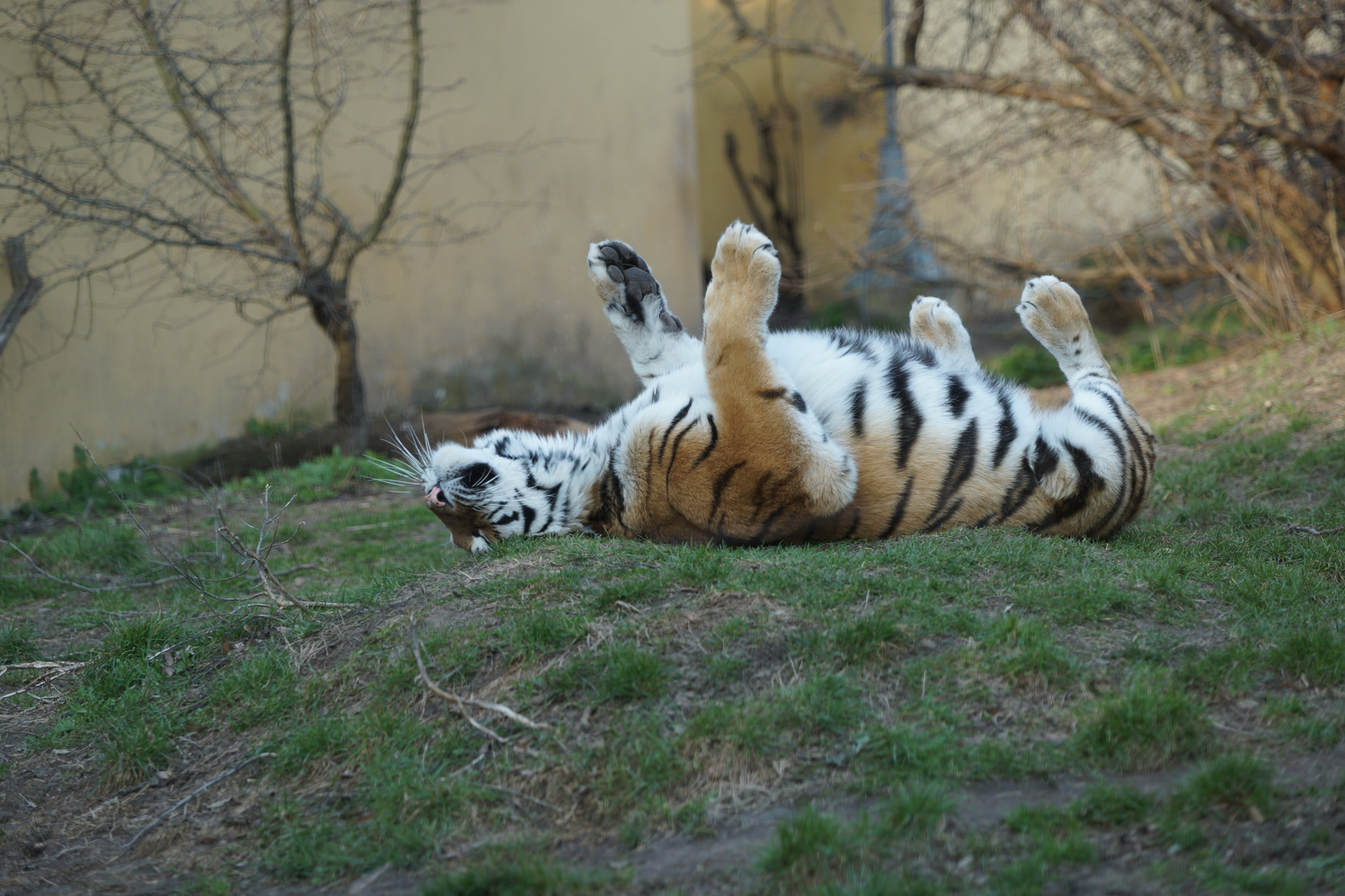 Neulich im Tiergarten Schönbrunn