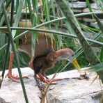 neulich im Tierpark