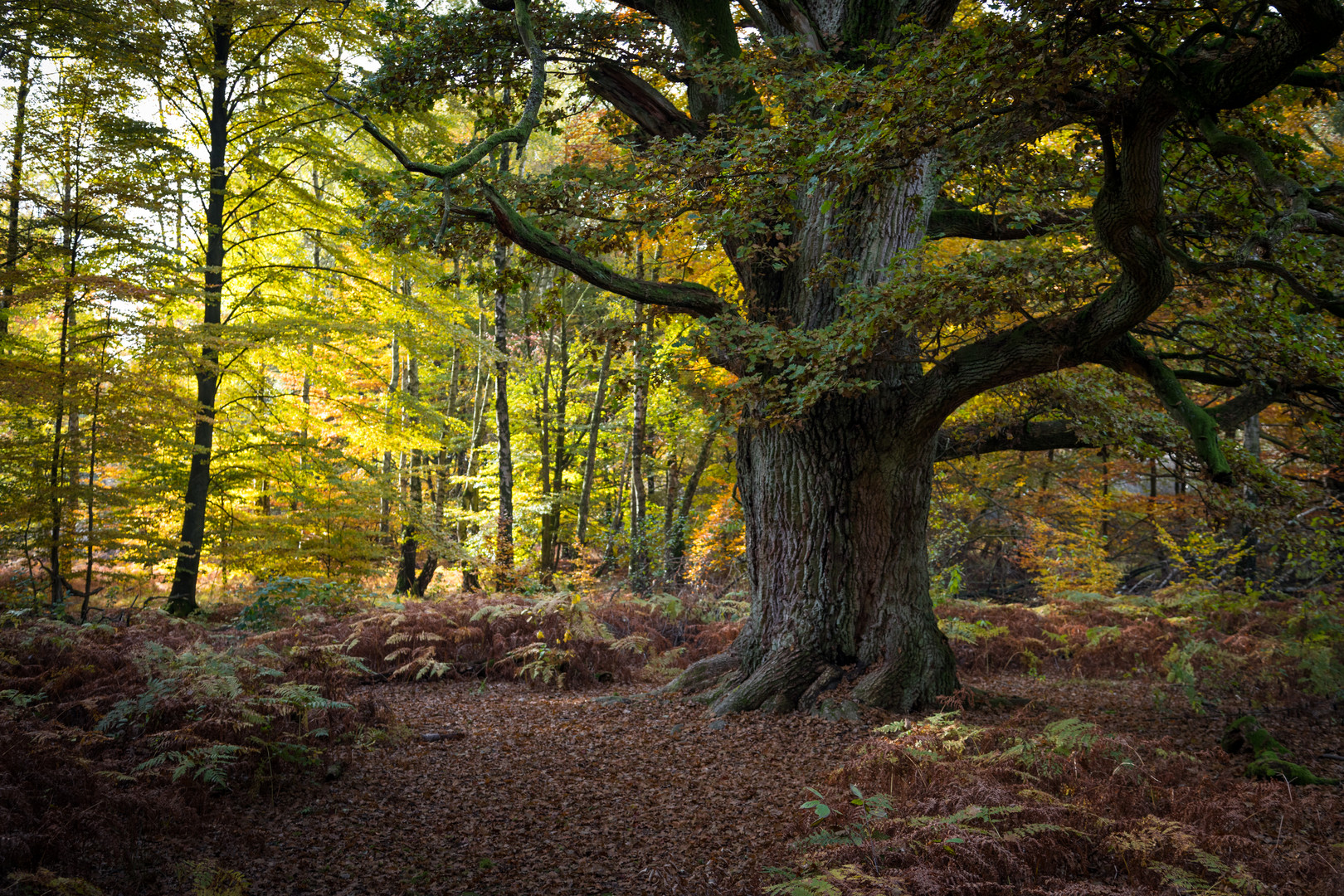 Neulich im Urwald