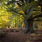 Neulich im Urwald