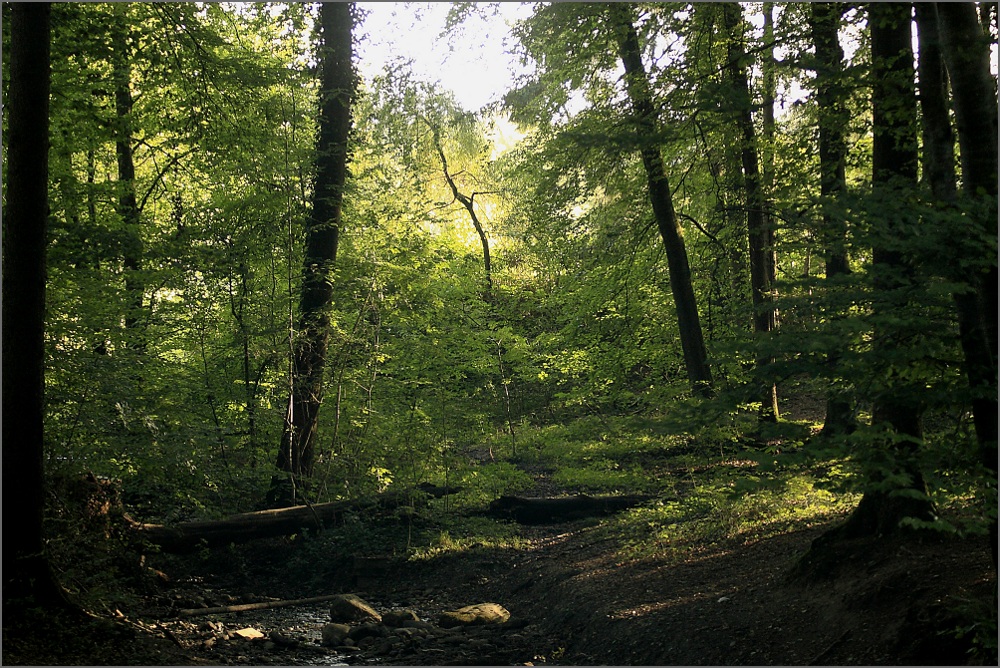 Neulich, im Wald (02)