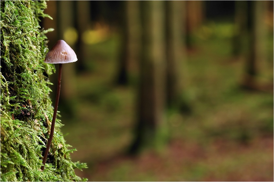 Neulich im Wald