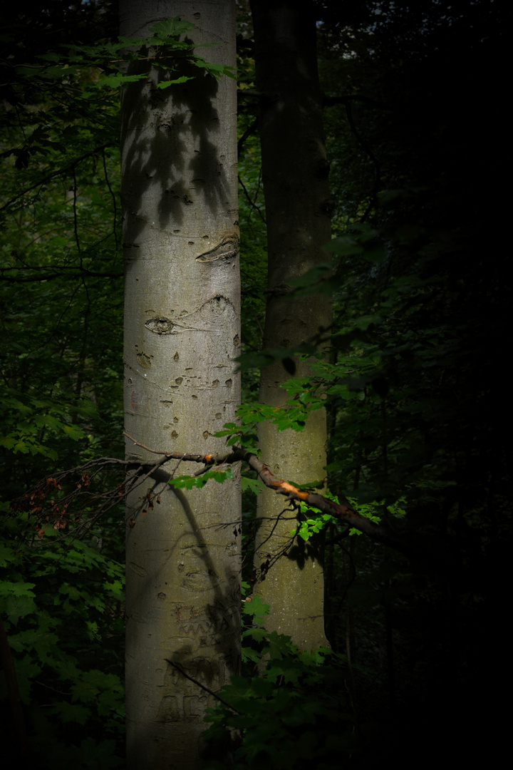 Neulich im Wald ...