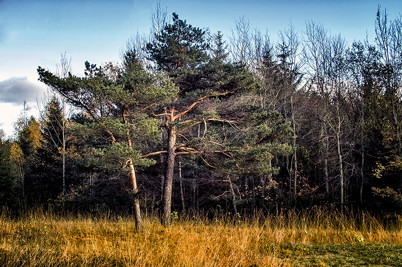 neulich im Wald #1