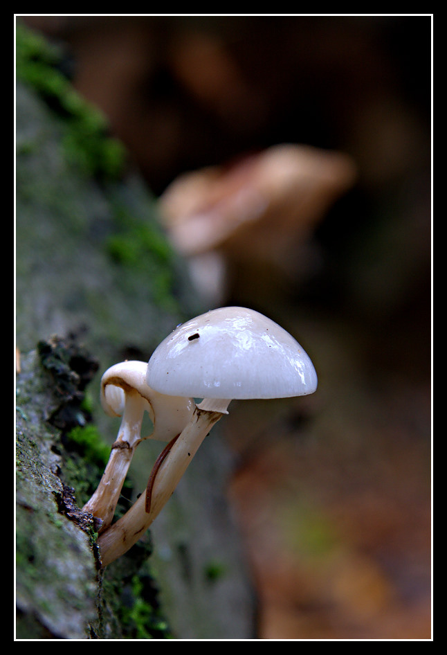 *neulich im Wald 1*