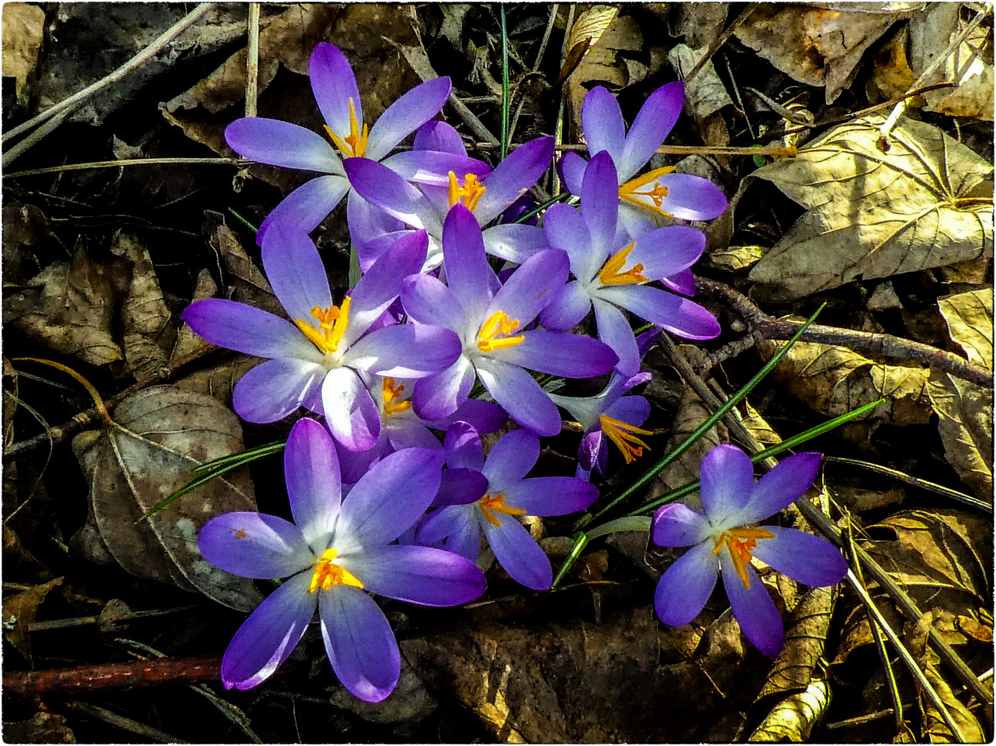 NEULICH IM WALD......