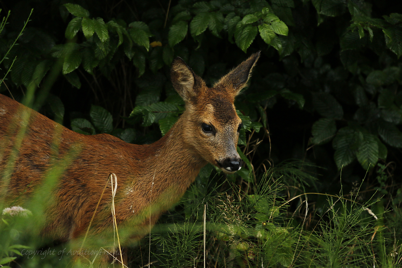 Neulich im Wald...