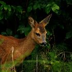 Neulich im Wald...