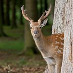 ... neulich im Wald