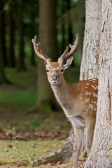 ... neulich im Wald