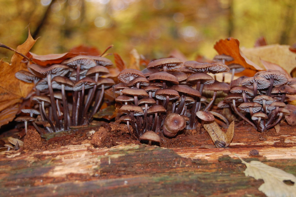 Neulich im Wald