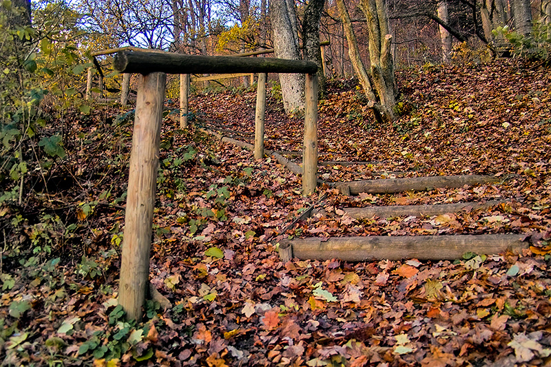 neulich im Wald #2