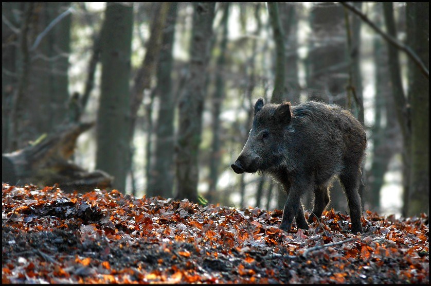 neulich im Wald