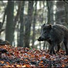 neulich im Wald