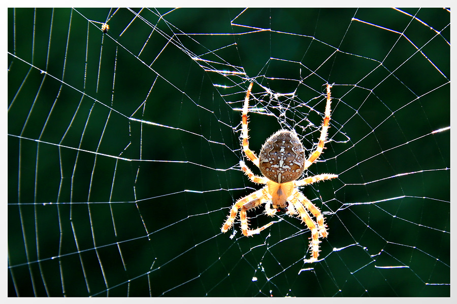 *neulich im Wald 3*