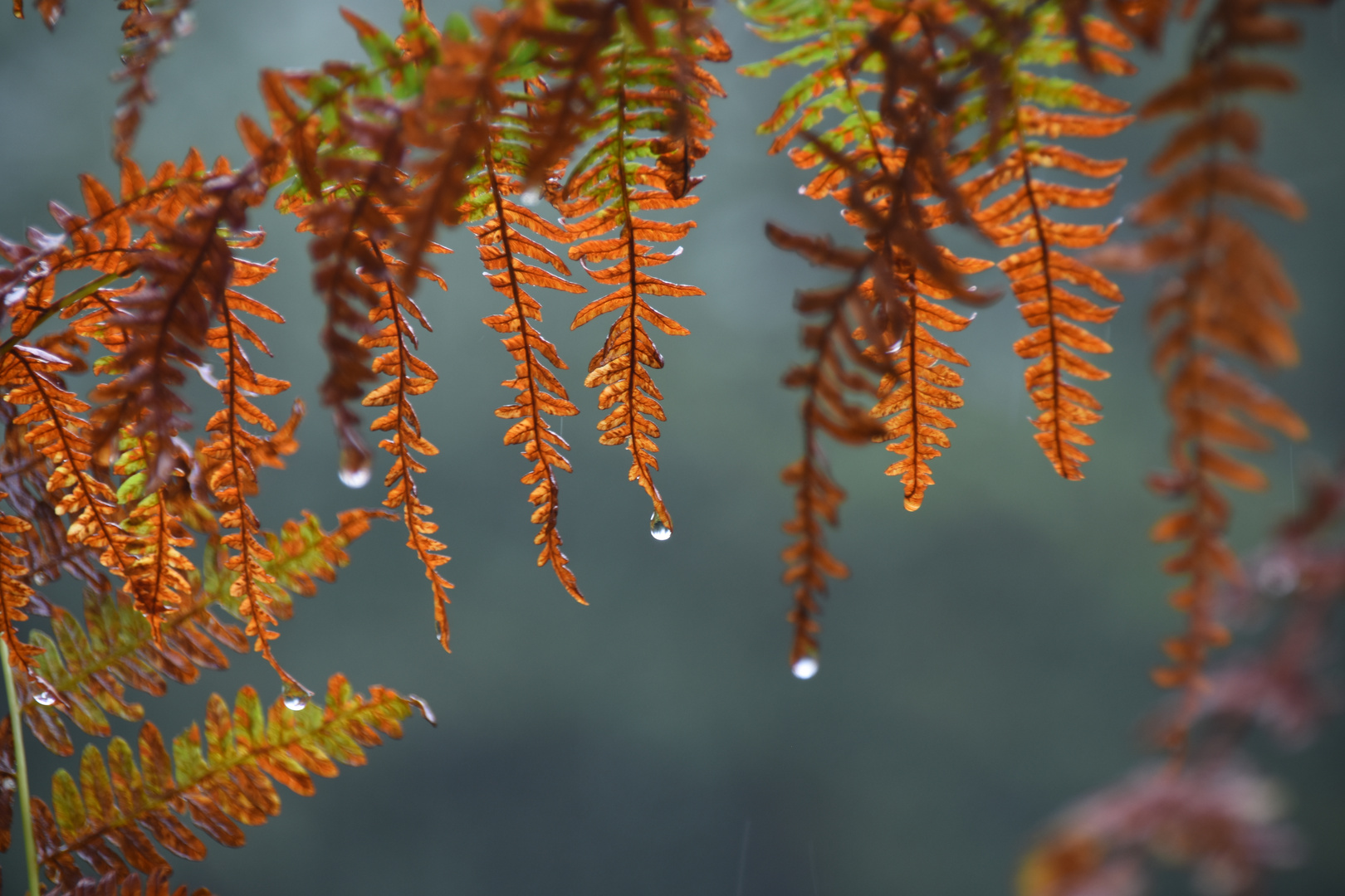 Neulich im Wald