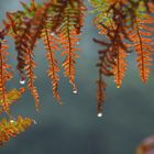 Neulich im Wald