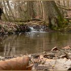 neulich im wald