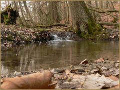 neulich im wald