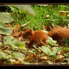 Neulich im Wald