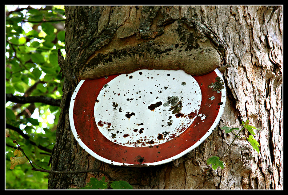 *neulich im Wald 4*