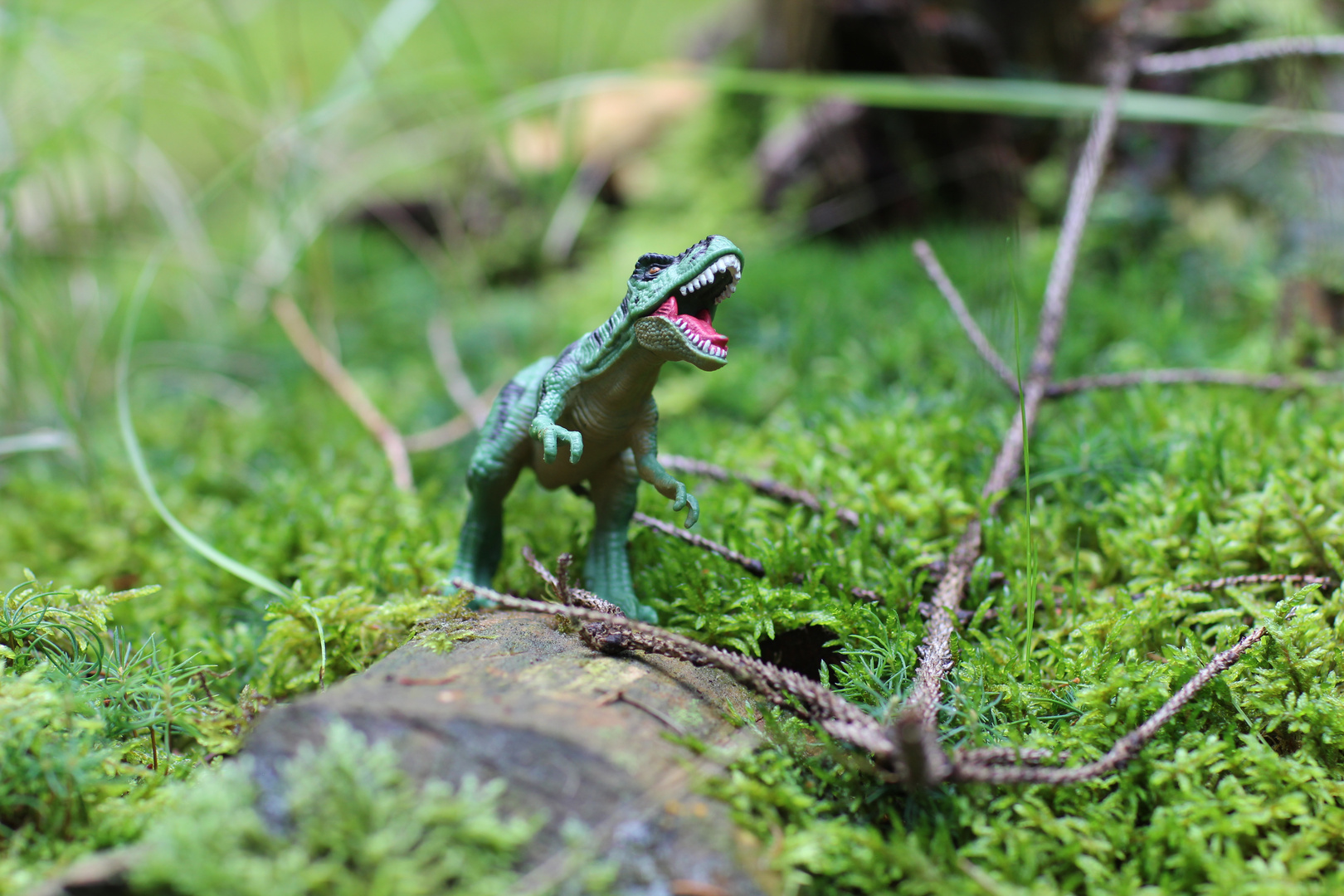 neulich im Wald 4