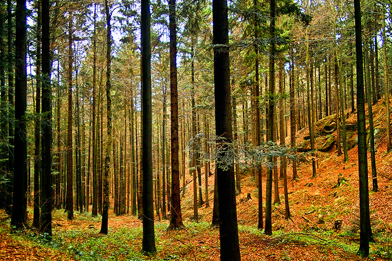 neulich im Wald #4