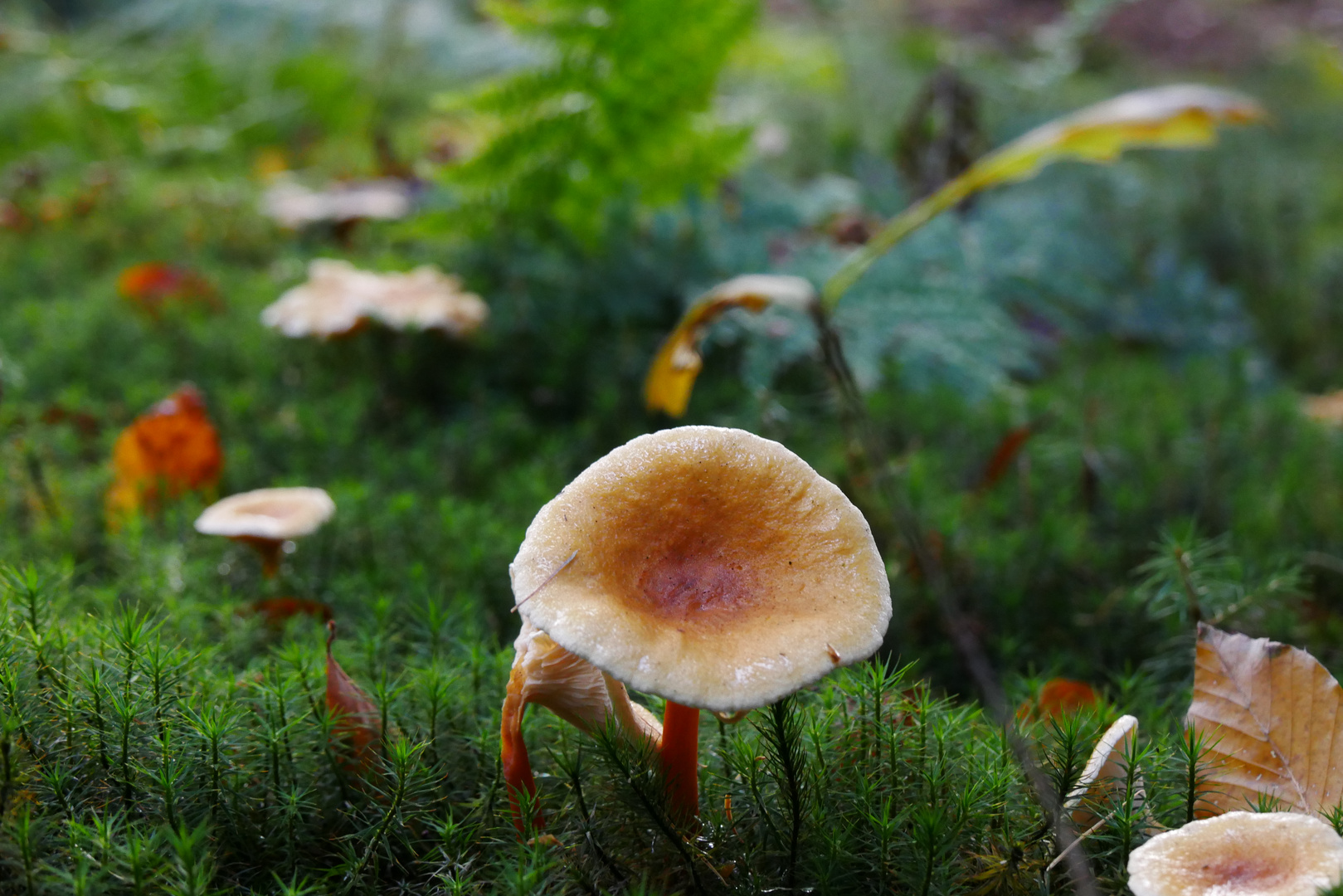 neulich im Wald