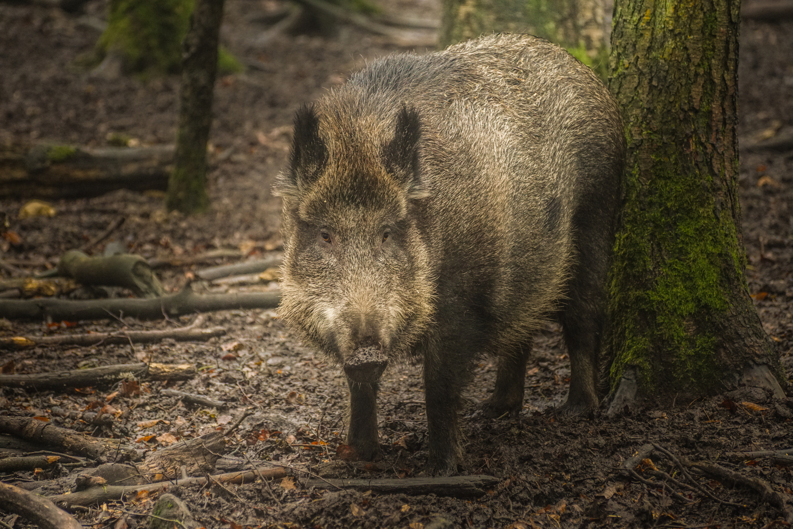 neulich im Wald ...