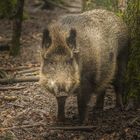 neulich im Wald ...